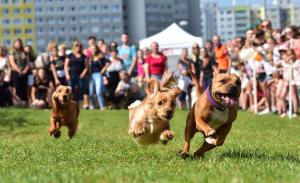 6 dostih DSC 8326 00001